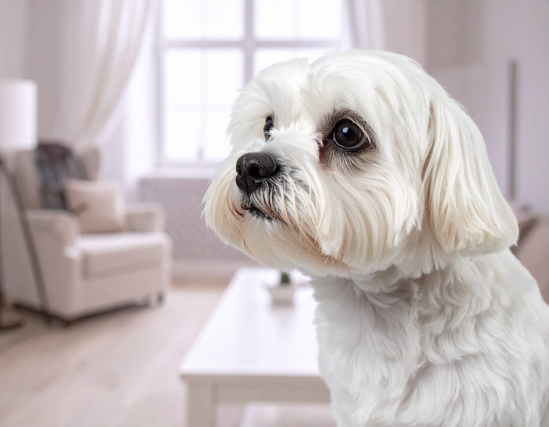 愛犬の日々のお手入れ、しつけ、健康管理などのお悩みに