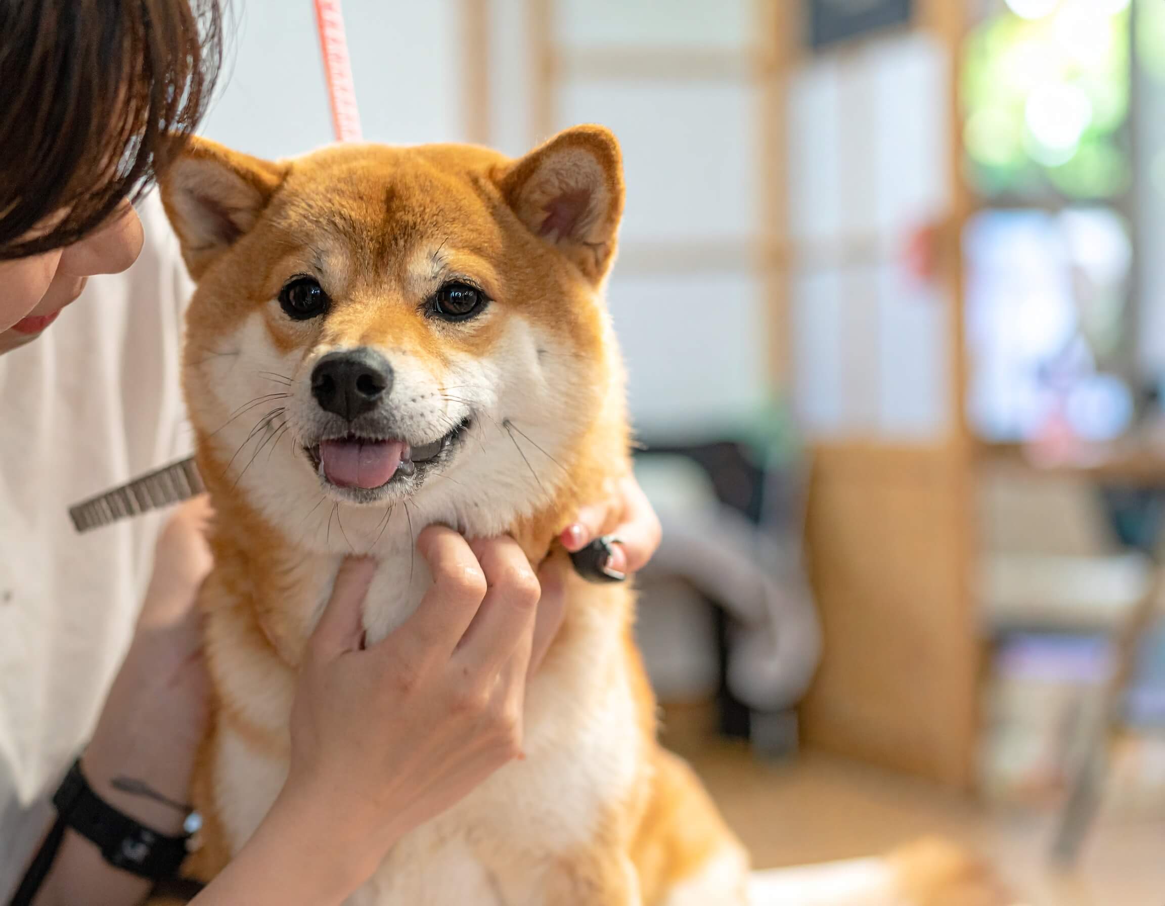 全てのワンちゃん一頭一頭の個性を大切にし、心に寄り添った優しいトリミング